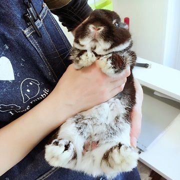 うさちゃんデビュー！ : うさぎブログ うさぎのしっぽ公式ブログ「日々
