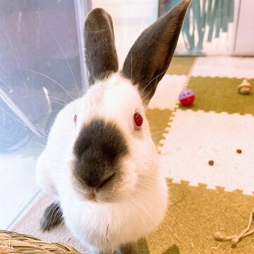 わたしたち、白黒カラ～ズ☆ : うさぎブログ うさぎのしっぽ公式ブログ