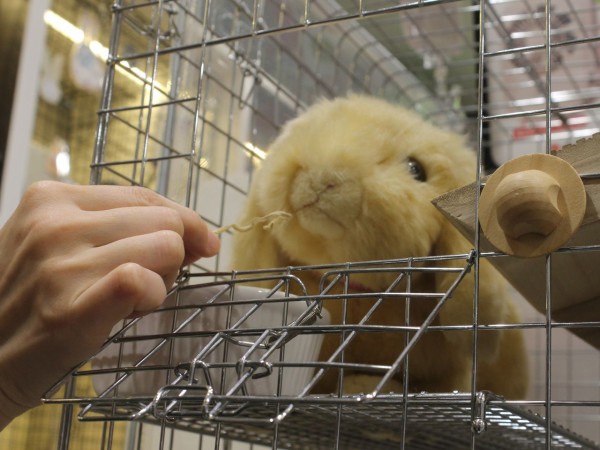 プロケージのすゝめ : うさぎブログ うさぎのしっぽ公式ブログ