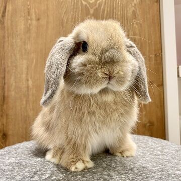 新入りうさちゃん紹介♪ : うさぎブログ うさぎのしっぽ公式ブログ