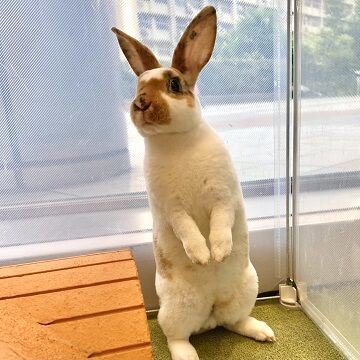 トライカラーのミニレッキスちゃんが来ました♪ : うさぎブログ
