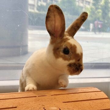 トライカラーのミニレッキスちゃんが来ました♪ : うさぎブログ