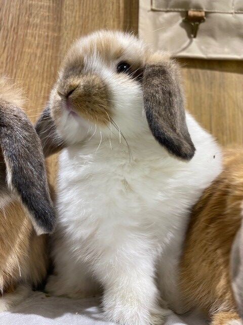 洗足店ロップちゃん紹介 : うさぎブログ うさぎのしっぽ公式ブログ