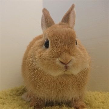 かわいいうさちゃんデビュー中♪ : うさぎブログ うさぎのしっぽ公式