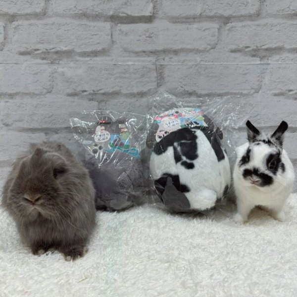 新商品続々！！ : うさぎブログ うさぎのしっぽ公式ブログ「日々