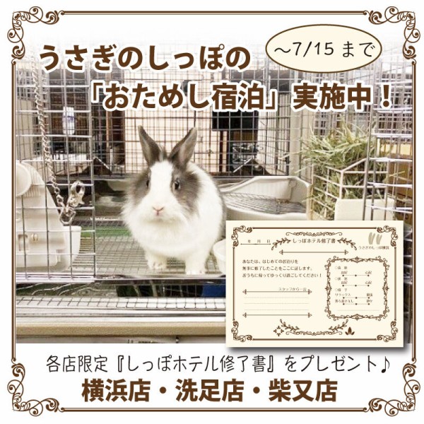 可愛い可愛いうさちゃんたち : うさぎブログ うさぎのしっぽ公式 可愛い可愛いうさちゃんたち : うさぎブログ うさぎのしっぽ公式