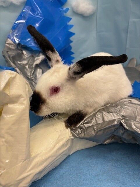 レイクタウン店のヒマちゃんとレッキスちゃん : うさぎブログ うさぎの