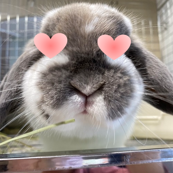 まるうさぎ　様　6点おまとめ　専用ページ 丸顔貴公子オススメ！牧草界のジェントルマン！ : うさぎブログ