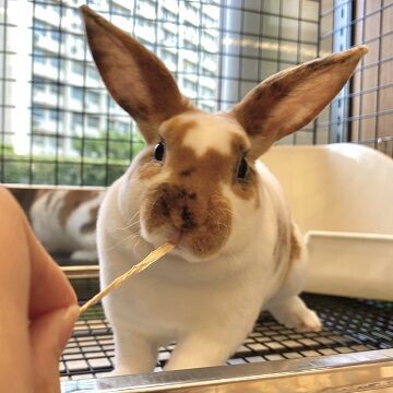 トライカラーのミニレッキスちゃんが来ました♪ : うさぎブログ