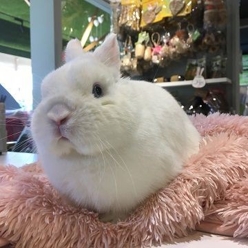 michi55ページ！お山の大将とうさちゃんたち！蓮の実で遊ぶうさちゃん Amazon.co.jp: HAC おさんぽ うさぎちゃん うさぎ 約W9×D14.5