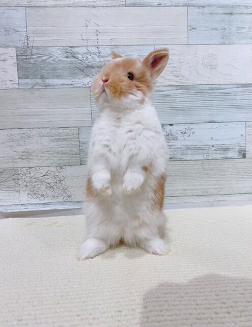 ☆まんまるNEW FACE☆ : うさぎブログ うさぎのしっぽ公式ブログ「日々