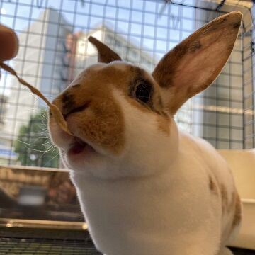 トライカラーのミニレッキスちゃんが来ました♪ : うさぎブログ