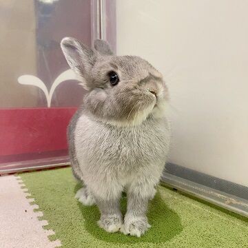 夏色うさぎ 恵比寿店のスクワレル！ : うさぎブログ うさぎのしっぽ公式