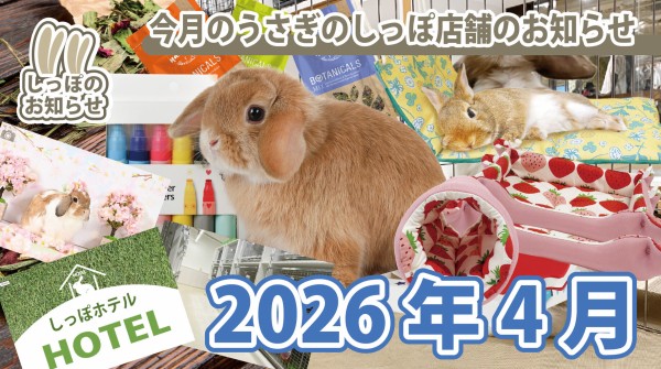 セール二日目！！ : うさぎブログ うさぎのしっぽ公式ブログ「日々しっぽ」