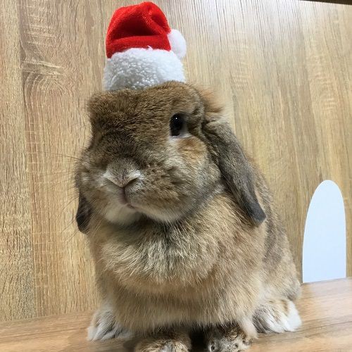 洗足店の美うさぎさん達♪ : うさぎブログ うさぎのしっぽ公式ブログ