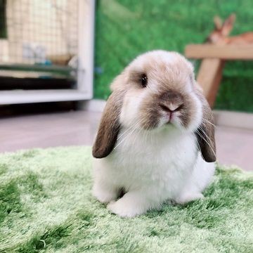 吉祥寺店のおちびさん : うさぎブログ うさぎのしっぽ公式ブログ