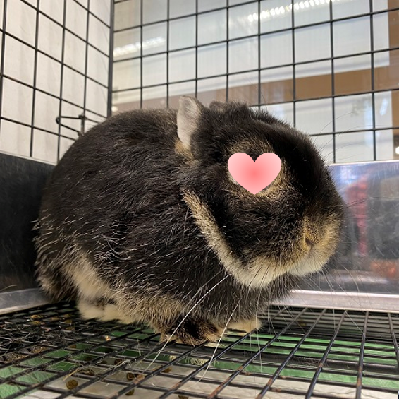 まるうさぎ　様　6点おまとめ　専用ページ 丸顔貴公子オススメ！牧草界のジェントルマン！ : うさぎブログ