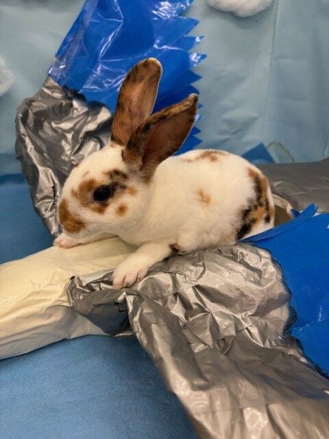 レイクタウン店のヒマちゃんとレッキスちゃん : うさぎブログ うさぎの