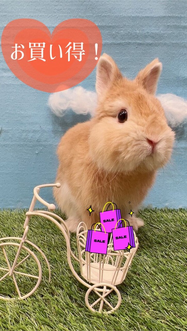 セールのお知らせ！ : うさぎブログ うさぎのしっぽ公式ブログ