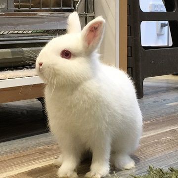 ホワイト系うさちゃん特集 : うさぎブログ うさぎのしっぽ公式ブログ
