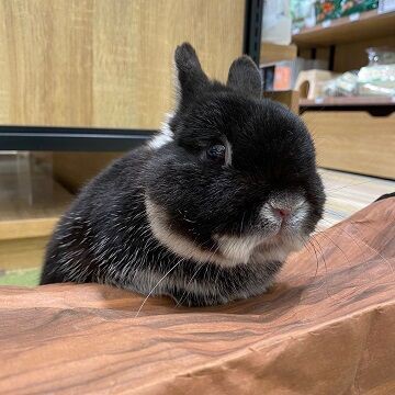 黒うさぎちゃん