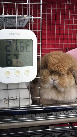 今日のお部屋は何度？ : うさぎブログ うさぎのしっぽ公式ブログ「日々