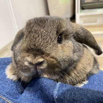 新入りうさちゃん紹介♪ : うさぎブログ うさぎのしっぽ公式ブログ