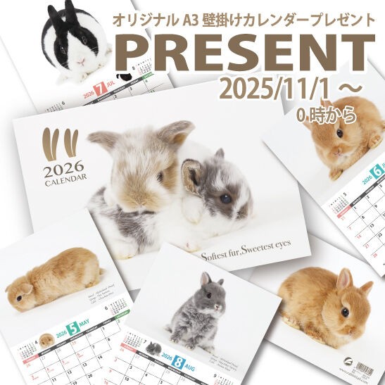 ★うさうさぎ★今夜タイムセール中‼️専用 今日から年末年始セール！！ : うさぎブログ うさぎのしっぽ公式ブログ