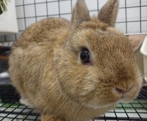 めずらしいカラーのうさちゃんデビューしました♪ : うさぎブログ