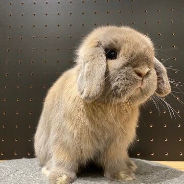 大人うさちゃんの魅力！ : うさぎブログ うさぎのしっぽ公式