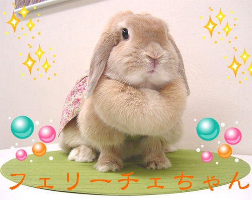 お名前の由来は？？ : うさぎブログ うさぎのしっぽ公式ブログ「日々