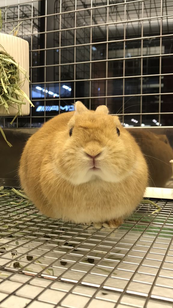恵比寿店Twitterで人気のまんまるお嬢さん : うさぎブログ うさぎの