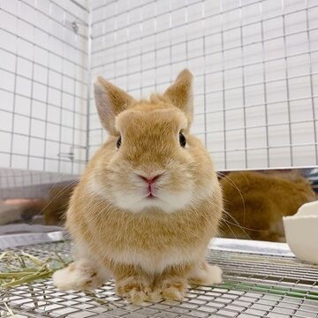 子うさぎちゃんデビュー！ : うさぎブログ うさぎのしっぽ公式ブログ