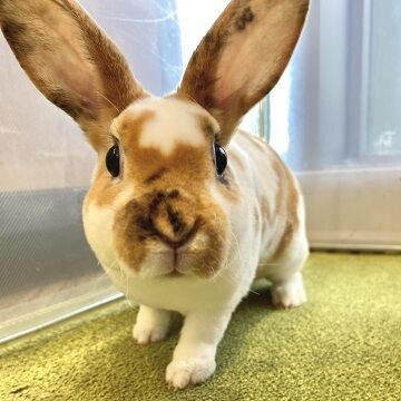 最新コレックション トライカラーのミニレッキスちゃんが来ました♪ うさぎブログ : トップス