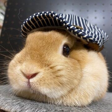 大人うさちゃんの魅力！ : うさぎブログ うさぎのしっぽ公式ブログ