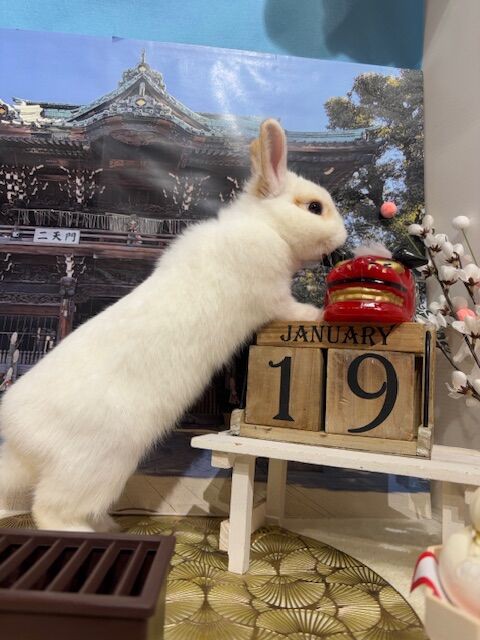 セキ　ウサギページ 柴又店自慢の美うさぎ姉妹 : うさぎブログ うさぎのしっぽ公式ブログ