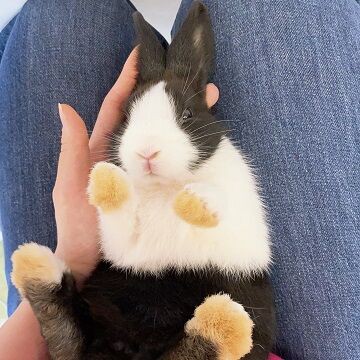 恵比寿店品種大図鑑！ : うさぎブログ うさぎのしっぽ公式ブログ「日々