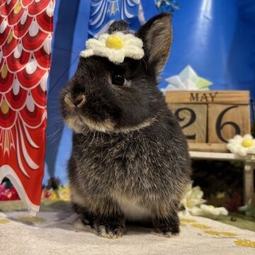 NEW子ウサギちゃん達 : うさぎブログ うさぎのしっぽ公式ブログ「日々