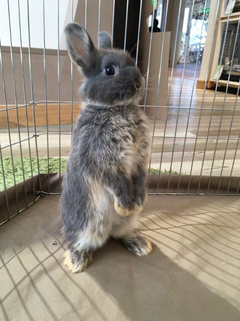 新入りさんのサークルデビュー♪ : うさぎブログ うさぎのしっぽ公式