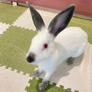 恵比寿店品種大図鑑！ : うさぎブログ うさぎのしっぽ公式ブログ「日々