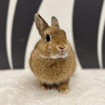 チョコレートカラーのうさちゃん : うさぎブログ うさぎのしっぽ公式