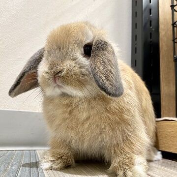 うさちゃん紹介♪ : うさぎブログ うさぎのしっぽ公式ブログ「日々しっぽ」