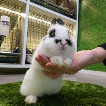 吉祥寺店おかわいいうさちゃんたち : うさぎブログ うさぎのしっぽ公式