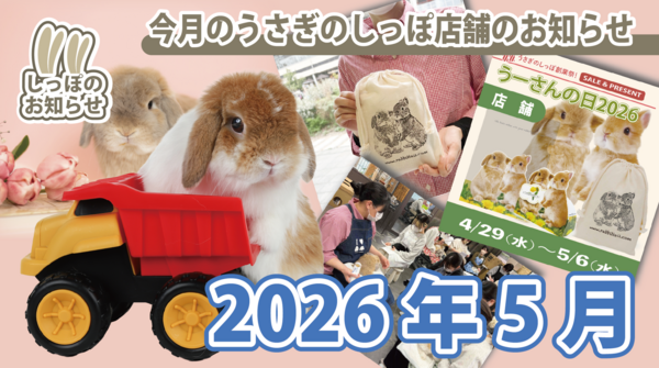 もちもちうさぎ : うさぎブログ うさぎのしっぽ公式ブログ「日々しっぽ」