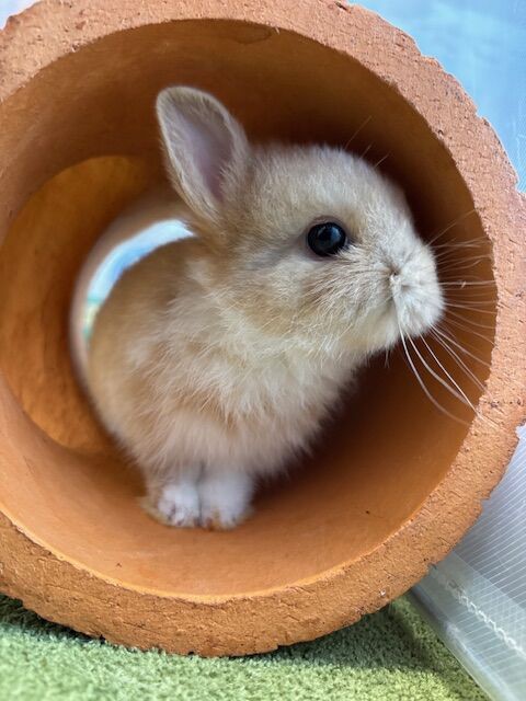 ぽやぽやベビちゃん : うさぎブログ うさぎのしっぽ公式ブログ