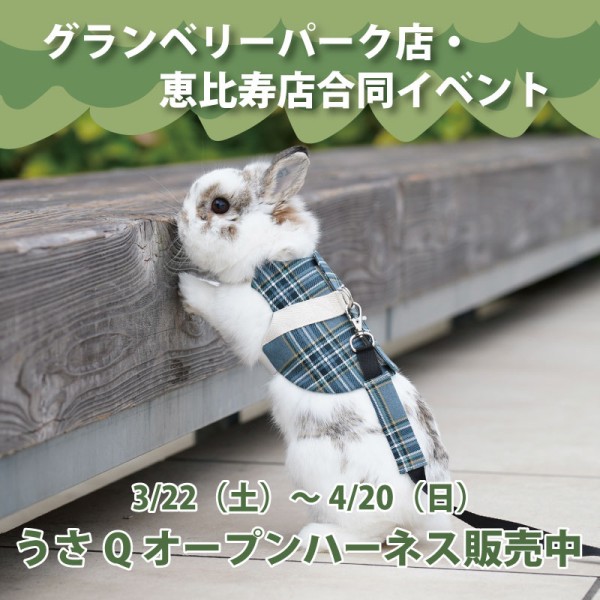 元アイドルぴちょん！ : うさぎブログ うさぎのしっぽ公式ブログ「日々