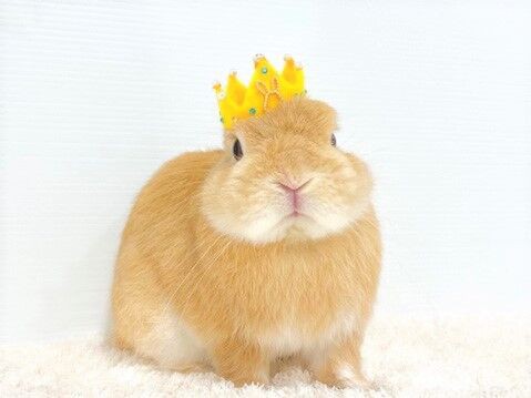 うさちゃんのお色紹介！ : うさぎブログ うさぎのしっぽ公式