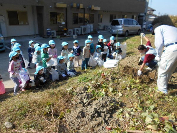 サツマイモ掘りをしたよ 子育てセンターひだまり幼稚園部のブログ