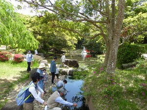 大野潮騒はまなす公園 茨城県鹿嶋市 17年5月 関東ご近所ネイチャースポット訪問記