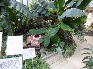 ふれあい植物センター 渋谷区 16年10月 関東ご近所ネイチャースポット訪問記